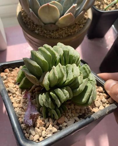 养了4年的草玉扇,变成大群生,1棵分成"7棵",越看越霸气