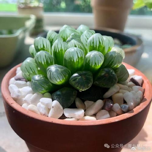 晶莹剔透的玉露们
