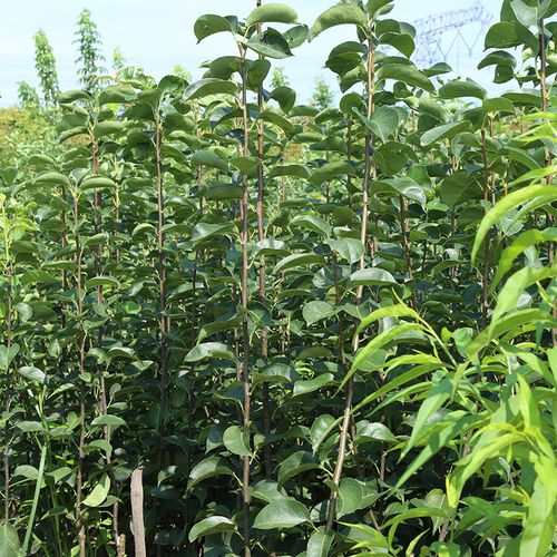 南北方种植地栽盆栽梨树苗 1公分嫁接玉露香梨树苗价格
