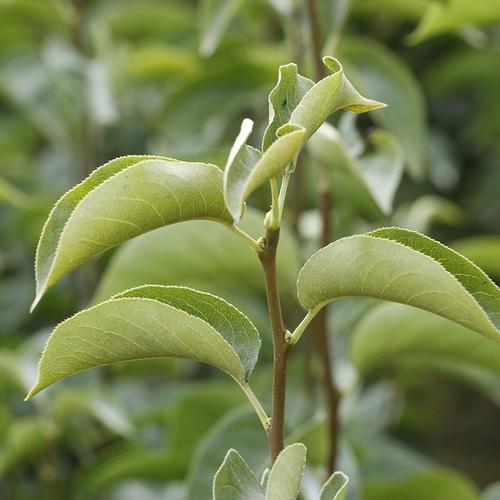 南北方种植地栽盆栽梨树苗 1公分嫁接玉露香梨树苗价格