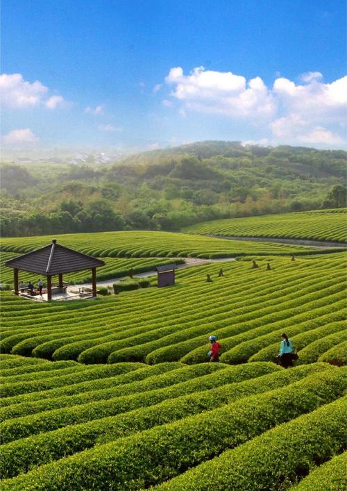绿茶|红茶|乌龙茶|普洱茶|恩施玉露