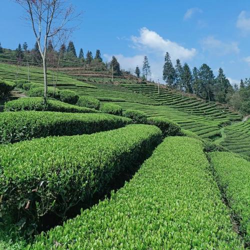 好山好水出好茶