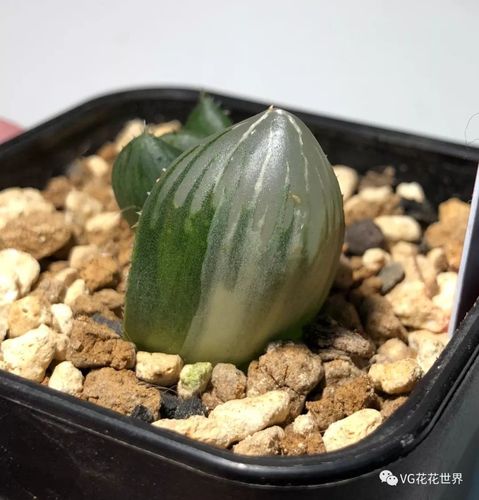 花花世界 9月23日 周日晚7点 第106期拍品预览