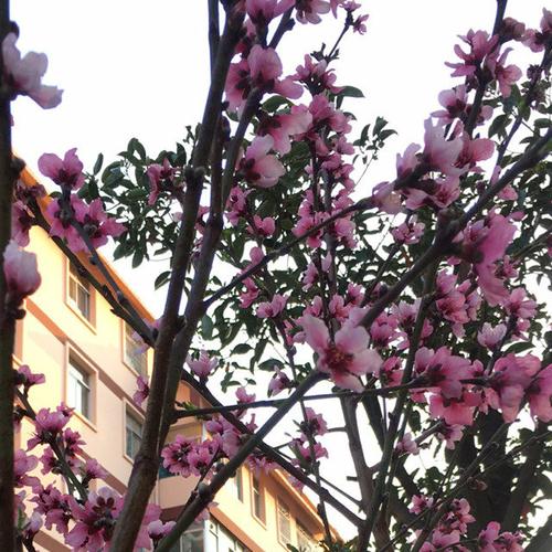 寒宫恋曲- 全民k歌,ktv交友社区
