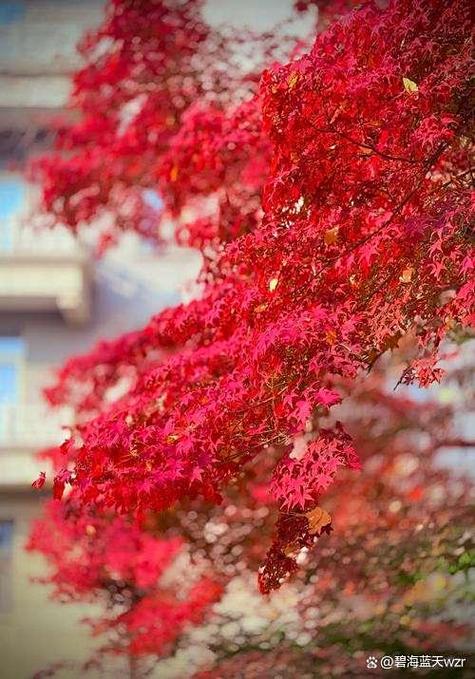 《七绝.观红叶偶感》